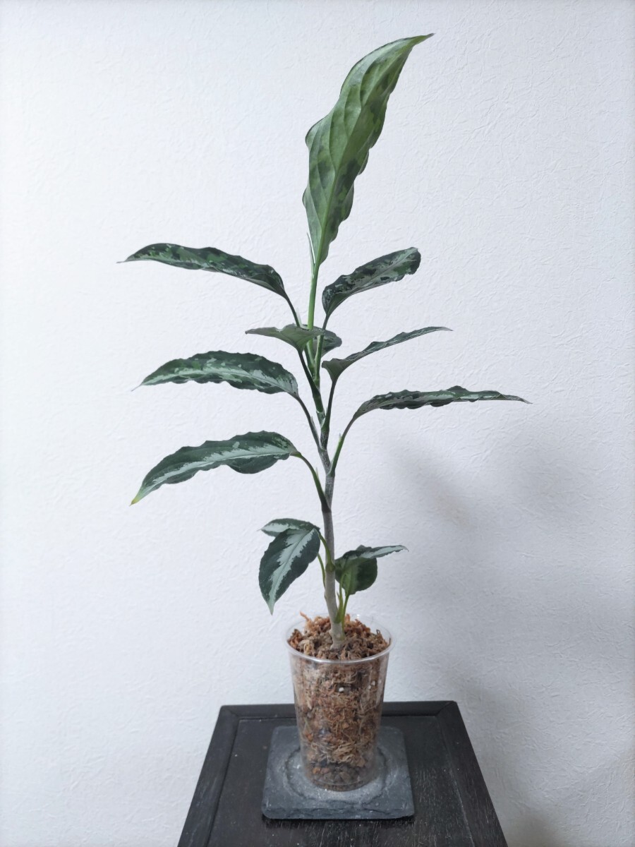 アグラオネマ ピクタム キャッスル Aglaonema pictum ”Castle” 【AZ1012-10b】の画像4