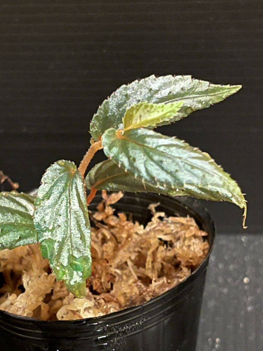 【原種ベゴニア】Begonia sp. Batang Ai [ RO0115-03 ]_画像2