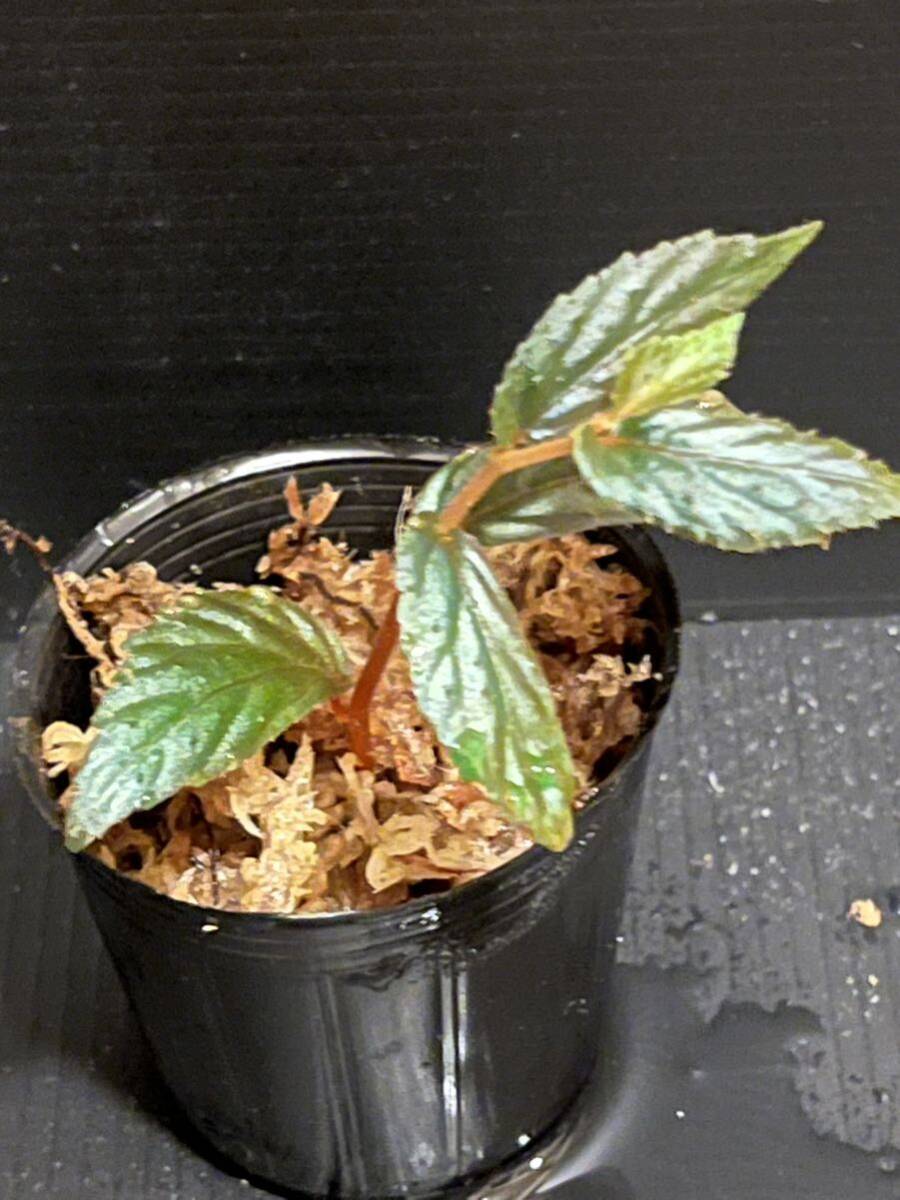 【原種ベゴニア】Begonia sp. Batang Ai [ RO0115-03 ]_画像4