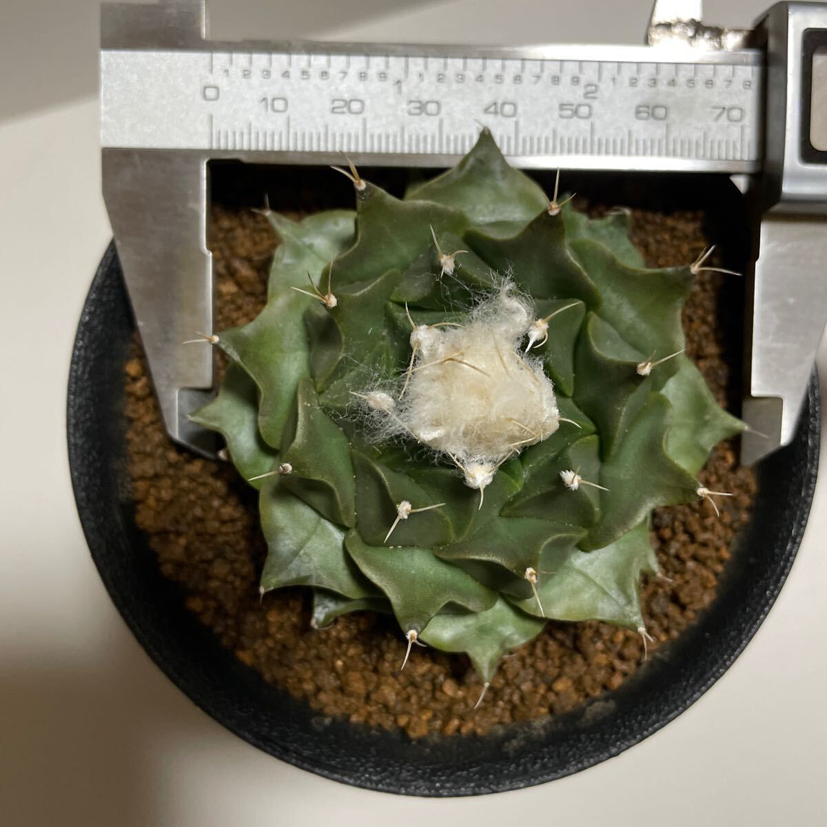 大株 帝冠 実生 一属一種 疣 オブレゴニア サボテン 多肉植物の画像3