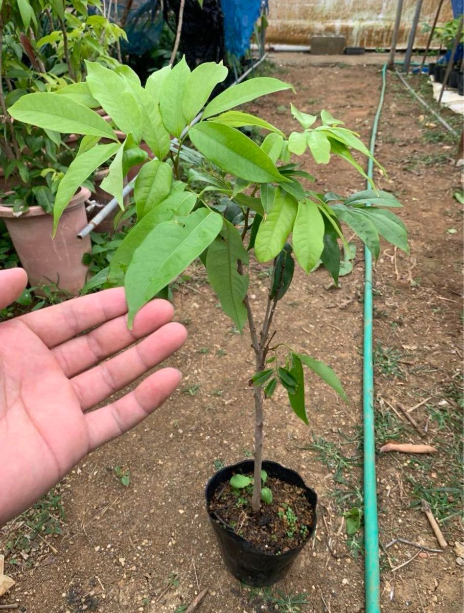 ライチ取木苗木(大) レイシ 枝 台湾玉荷苞プリンセスの笑顔 ライチ取木苗木(大) レイシ 枝 台湾玉荷苞プリンセスの笑顔