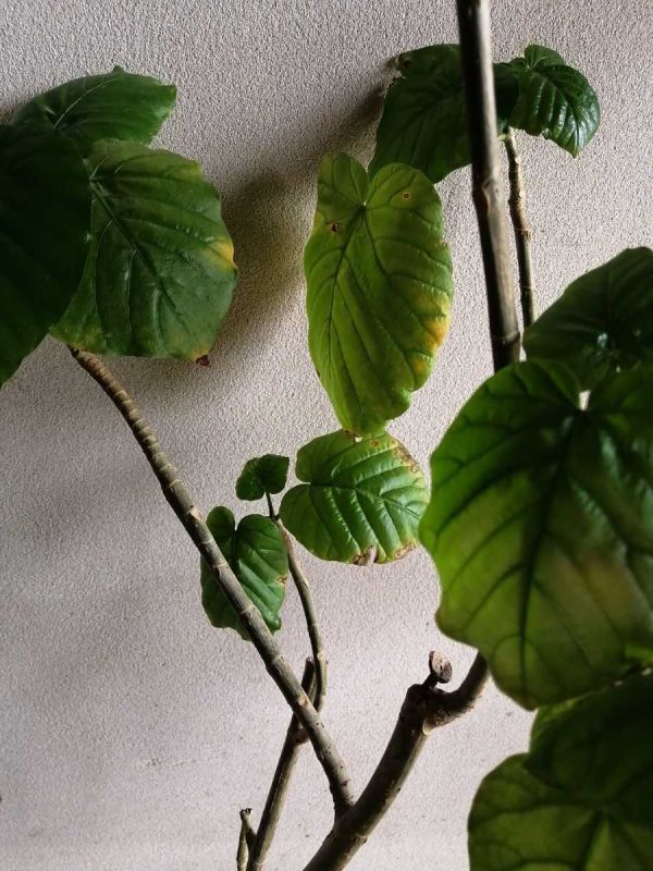 フィカス・ウンベラータ　15センチ　Ficus umbellata　切苗　_画像1