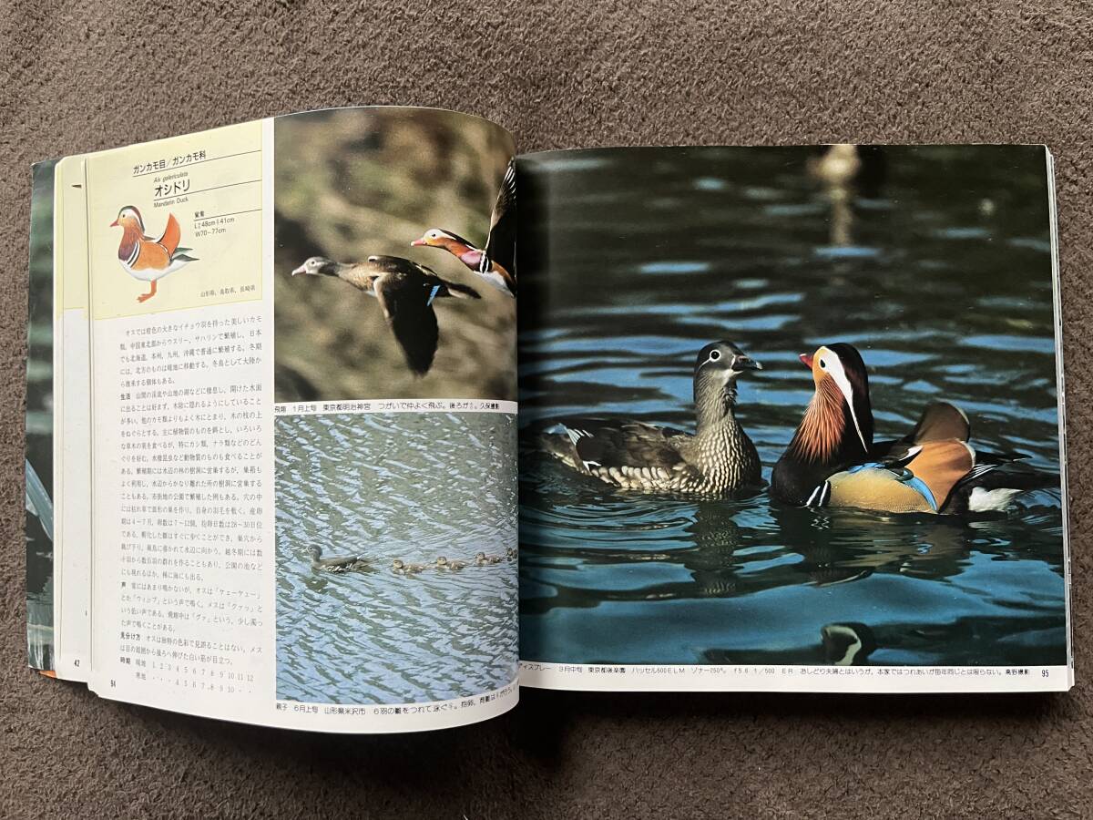 日本の野鳥 山渓カラー名鑑 / 山と渓谷社の画像3