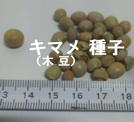 キマメ種子 ３０粒　木豆、樹豆_画像1