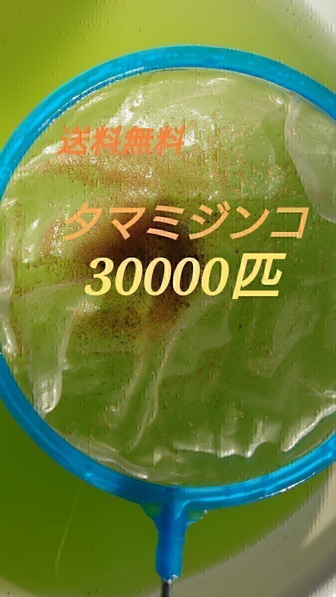 タマミジンコ　約30000匹　グリーンウォーター メダカの餌　活餌　_画像1