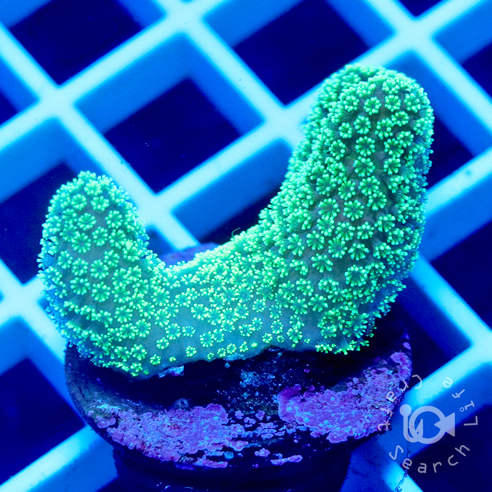 [ бесплатная доставка иметь ] имбирь коралл зеленый примерно 2.5~4.5cm[ включение в покупку отправка возможно ]