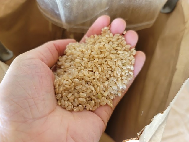 【新米30kg（標準精米）】コシヒカリ 農家直送 育成過程のブログもぜひ！ 【送料無料】の画像2