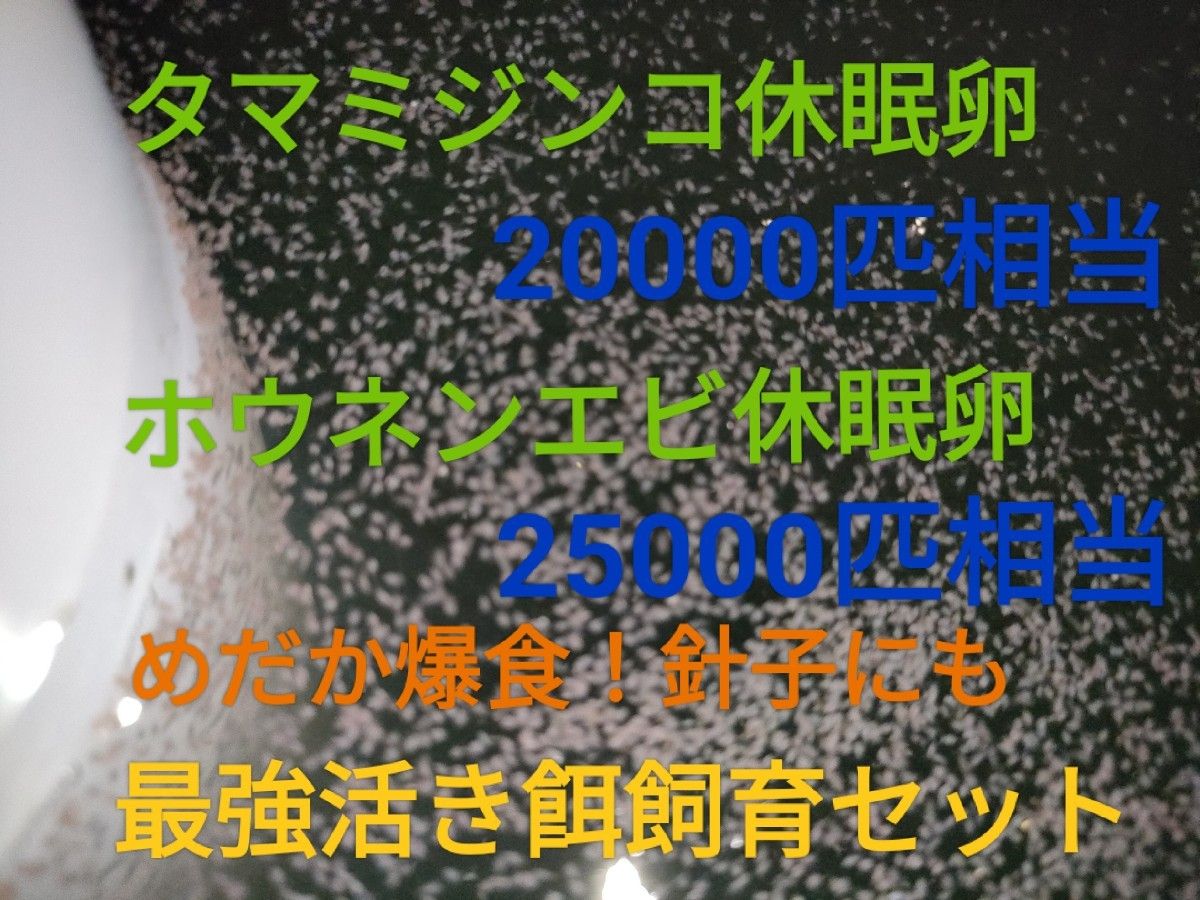 タマミジンコ20000匹ホウネンエビ25000匹相当　休眠卵　最強活き餌飼育セット　取説付　めだか　グッピー　金魚　送料無料　餌