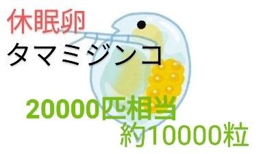 タマミジンコ20000匹ホウネンエビ25000匹相当　休眠卵　最強活き餌飼育セット　取説付　めだか　グッピー　金魚　送料無料　餌