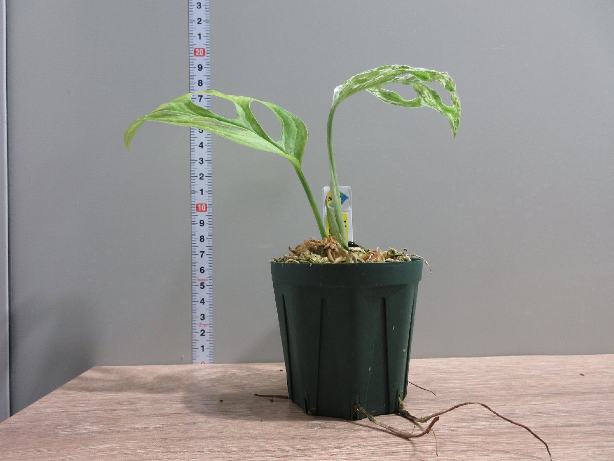 【MINT斑】 Monstera adansonii “mint”の画像7