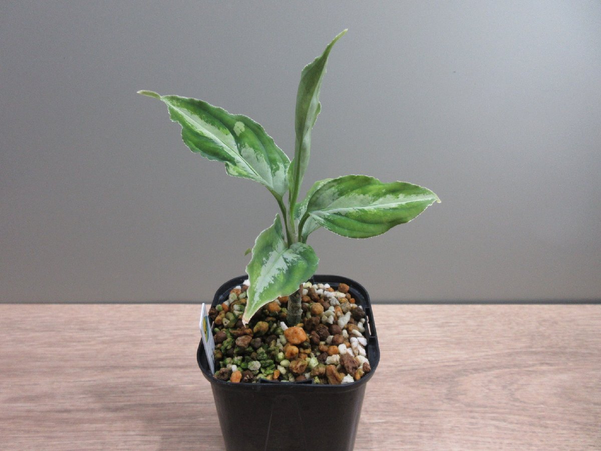 【霞】Aglaonema pictum ”霞 (かすみ)”(13冬 )の画像2