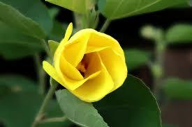 ◆塩生植物 絶滅危惧種 【ハマボウ】 レモンイエローの花が咲く素敵な植物です~♪紅葉を愛でる 新葉の展開が始まりました~♪の画像4