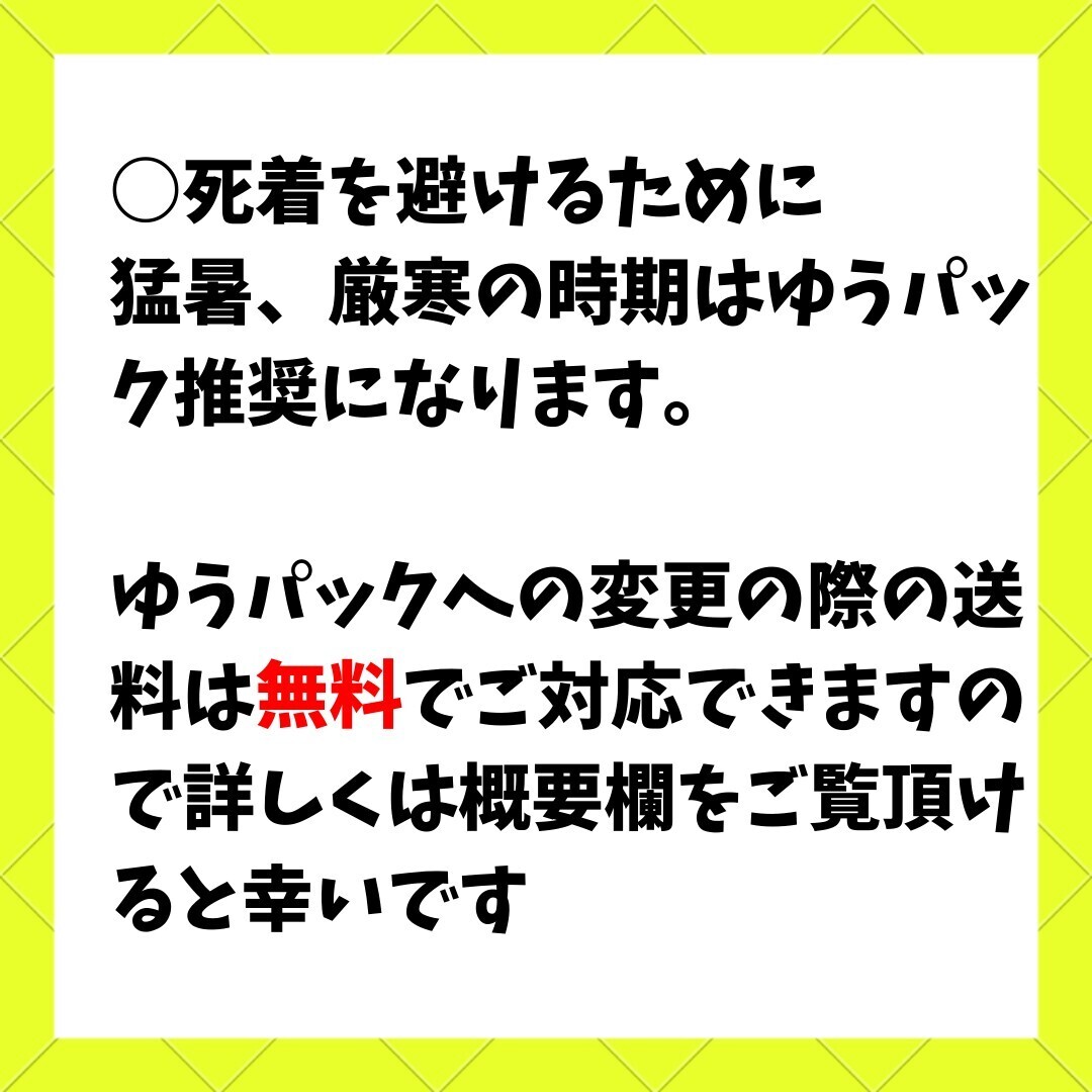 SSサイズ 【250匹+死着保証20%】 送料込み1000円 イエコ ヨーロッパイエコオロギ 送料無料の画像4