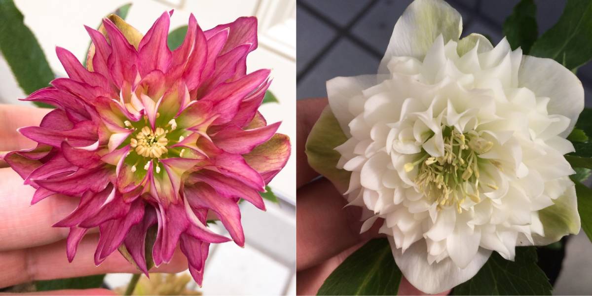 すべての花の画像 元のクリスマス ローズ 値段 すべての花の画像 元のクリスマス ローズ 値段