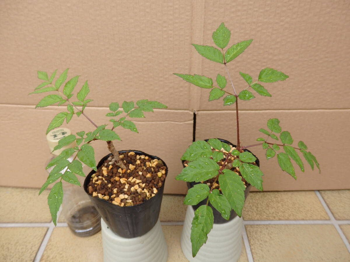 タラの木 タラの芽 苗 ２鉢セット １の画像3