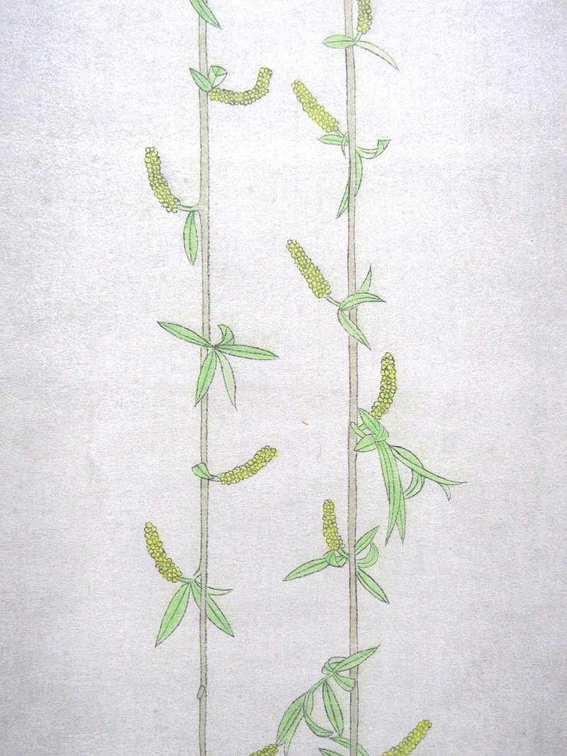 【GINZA絵画館】村田茂樹　日本画「柳の花」共箱_画像6