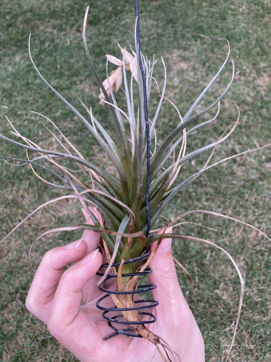 アウトレット品 チランジア アエラントス  Tillandsia aeranthosの画像3