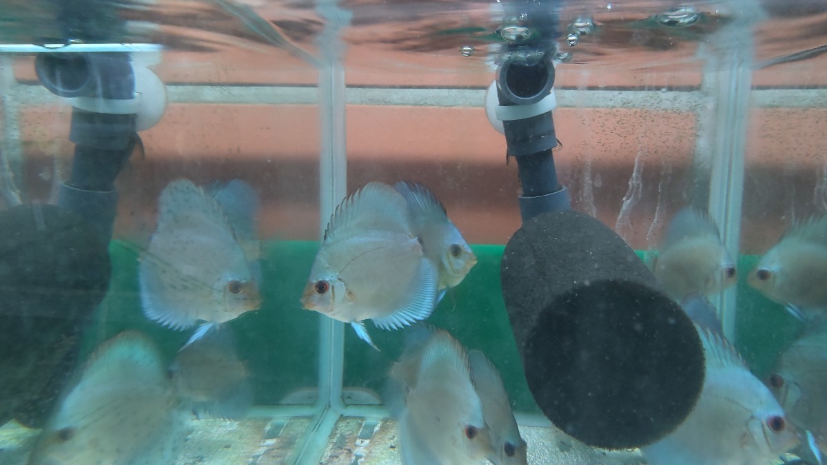  domestic production blue diamond discus 4~5 centimeter rom and rear (before and after) size 5 pcs together 