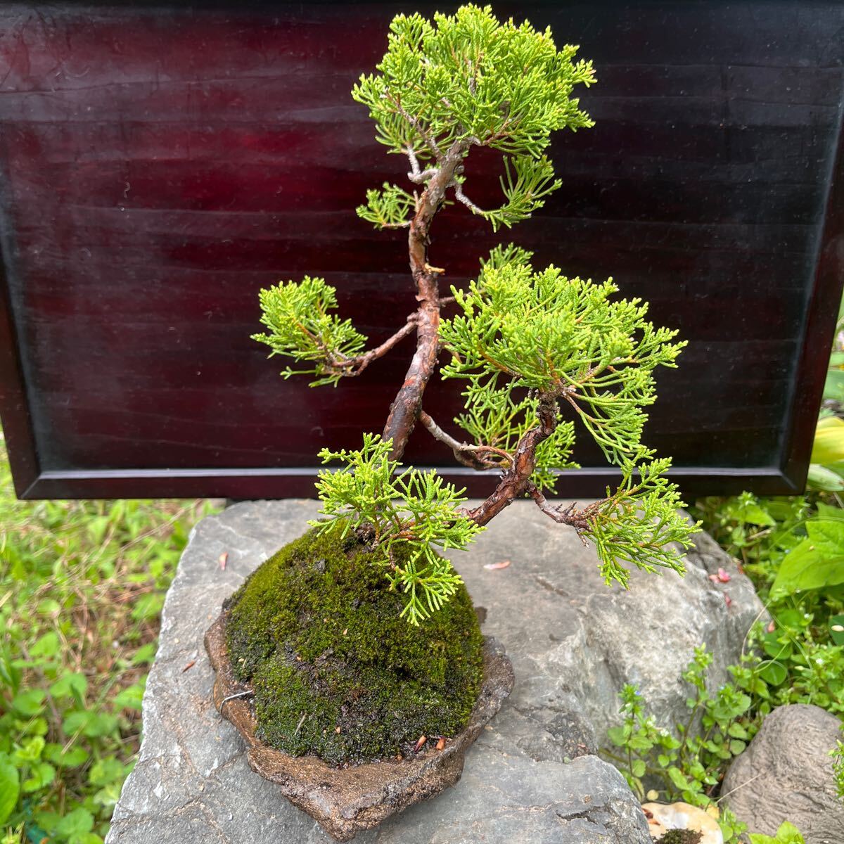 cheap!. manner bonsai genuine Kashiwa .. stone attaching 