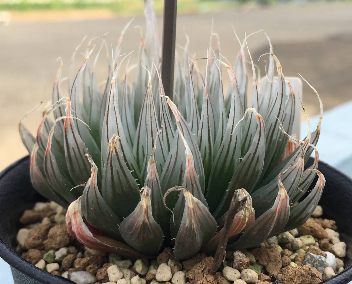 ハオルチア　Haworthia tomei (H.cooperi var.gordoniana)MBB6810 Joubertina (5枚目親株見本)_画像5