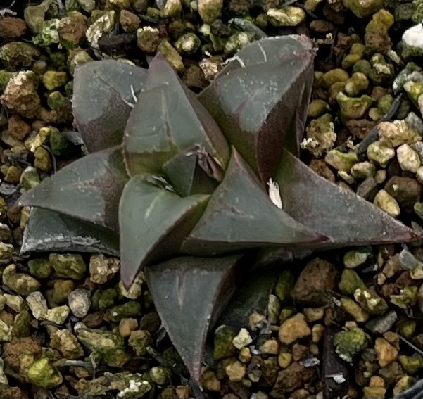 ハオルチア　Haworthia mirabilis cf muticoid MBB7500 Die kop_画像1