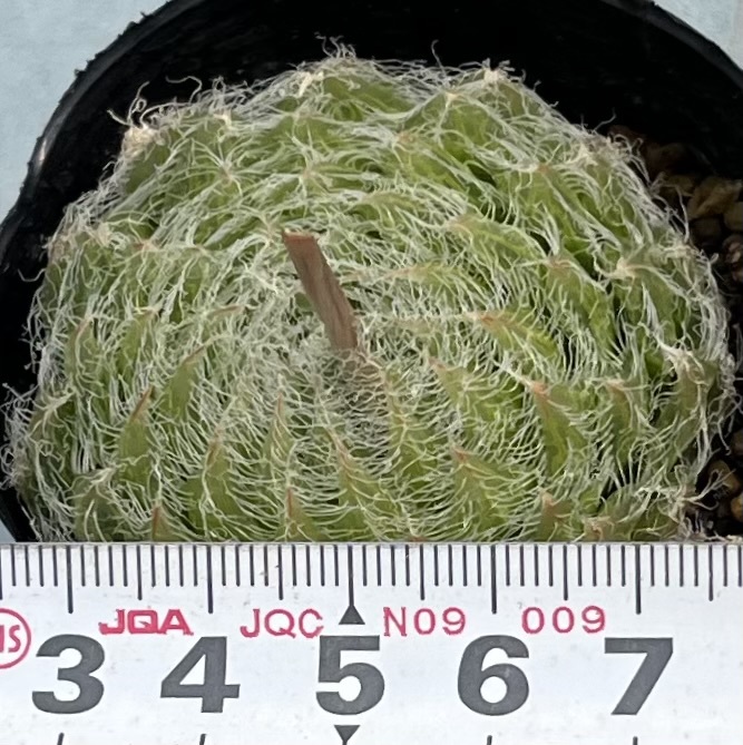 ハオルチア Haworthia semiviva Beaufort westの画像4