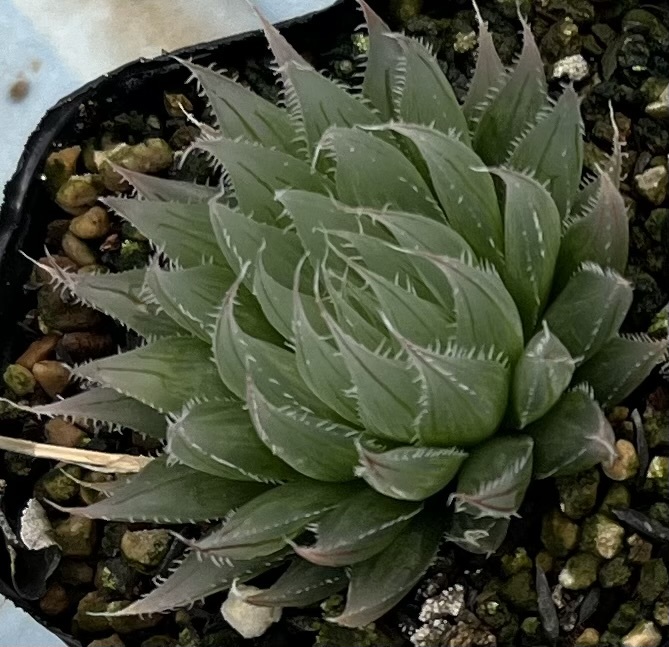 ハオルチア　Haworthia tomei (H.cooperi var.gordoniana)MBB6810 Joubertina (5枚目親株見本)_画像1