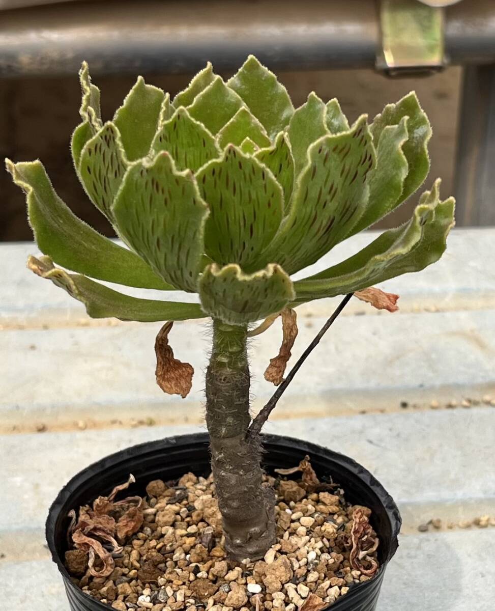 アエオニウム　Aeonium smithii (休眠期は、葉裏の粒々が赤く染まって綺麗です)_画像3