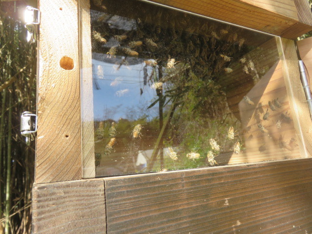 蜜蜂巣箱 日本蜜蜂用重箱式巣箱の観察窓付き継箱 内寸２３０ｍｍ用の画像5
