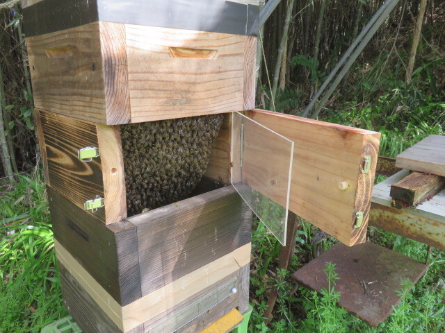 日本蜜蜂入り巣箱 第二新女王群 スロープ３０巣門下箱、観察窓付き継箱５段飼育重箱式巣箱 、の画像5