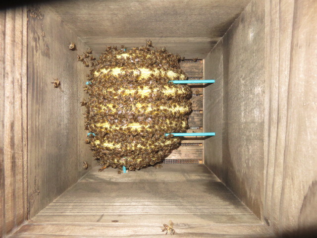 日本蜜蜂入り巣箱　第二新女王群　スロープ３０巣門下箱、観察窓付き継箱５段飼育重箱式巣箱　、_第二新女王群この春分蜂群