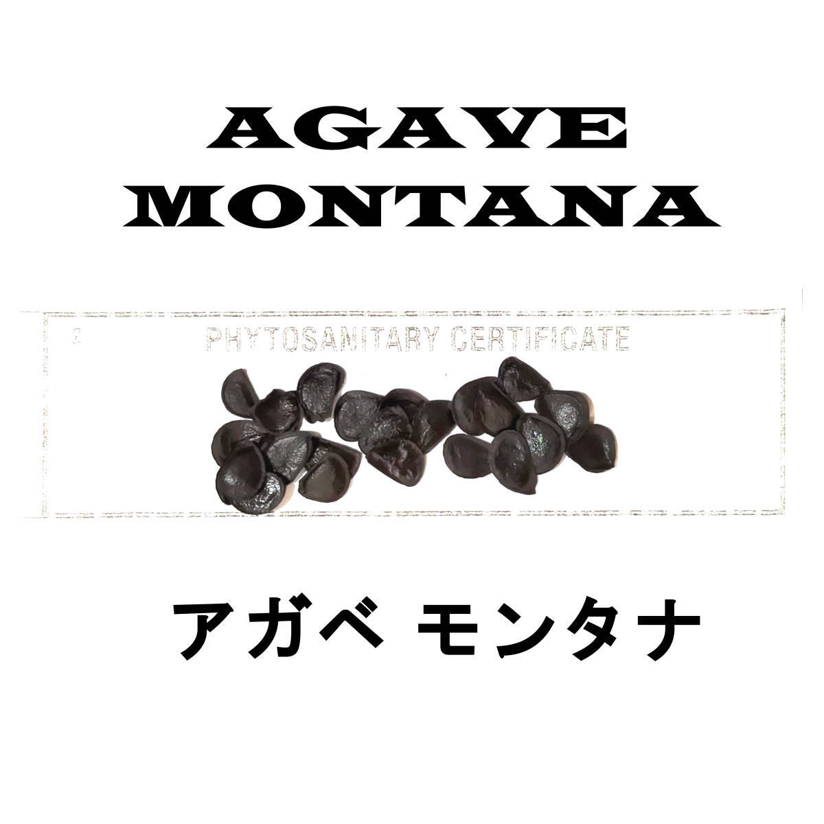 1月入荷 10粒+ アガベ モンタナ 種子 種子 Agave montanaの画像1