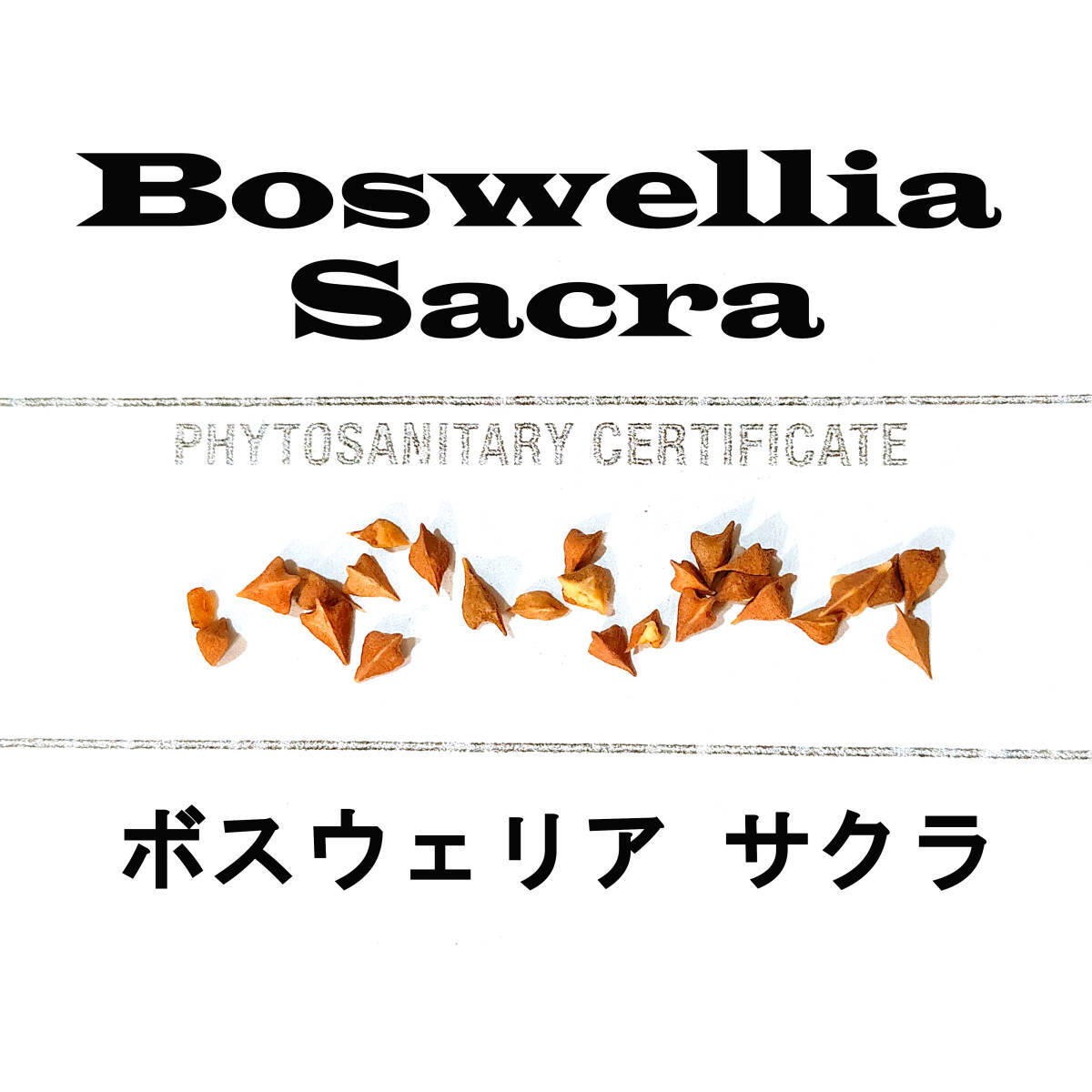 1月入荷 5粒 Boswellia sacra ボスウェリア サクラ 種子 種の画像1