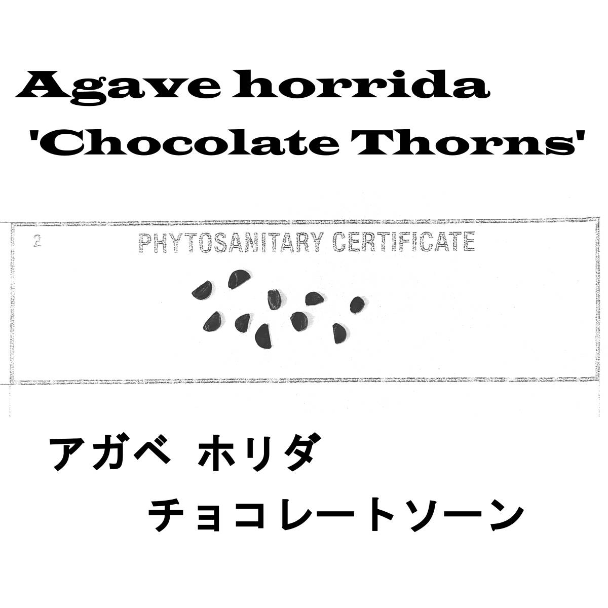 4月入荷 50粒+ アガベ ホリダ チョコレートソーン 種子 種 証明書あり_画像1