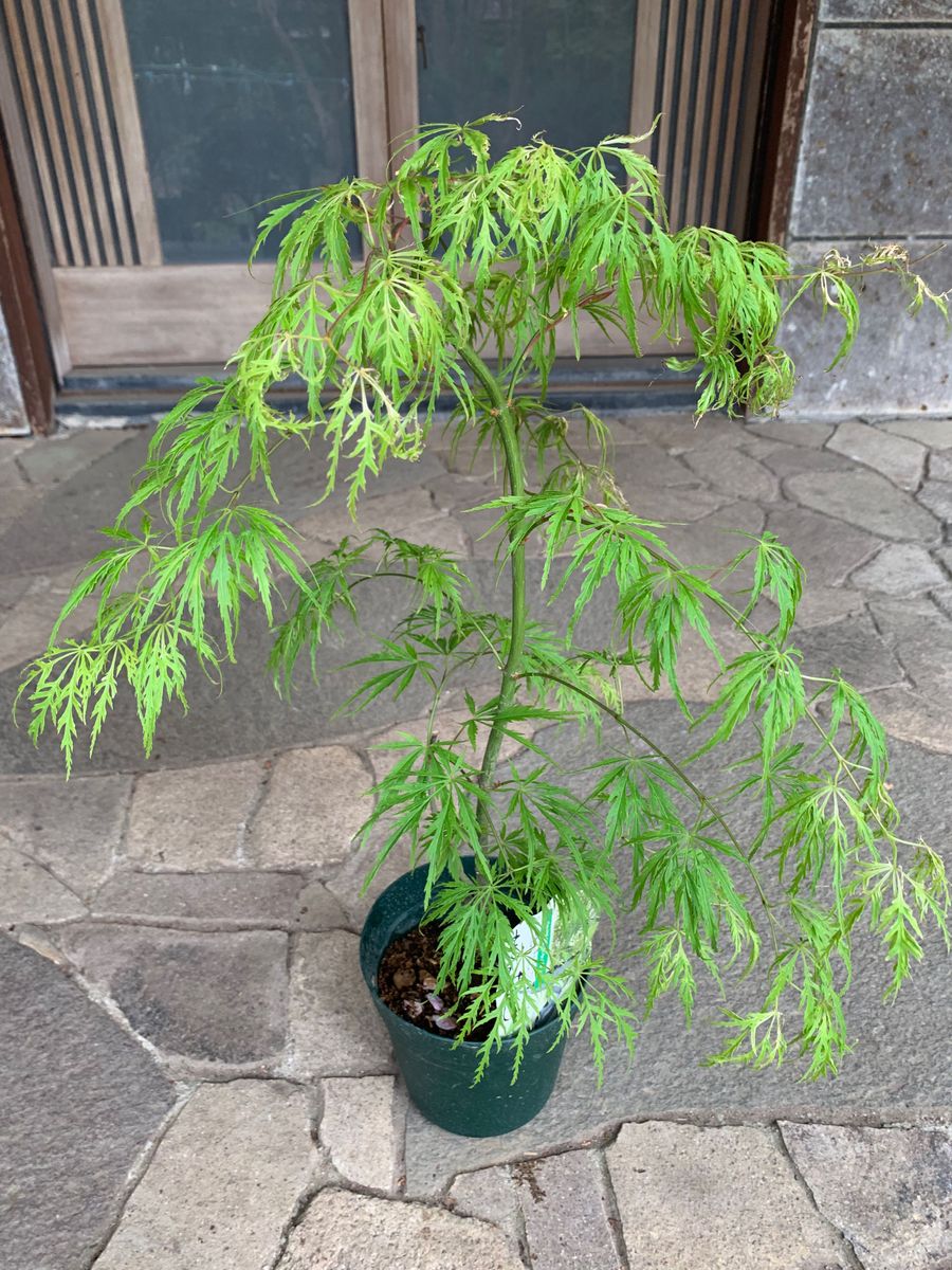 青枝垂れ紅葉  鉢ごと発送