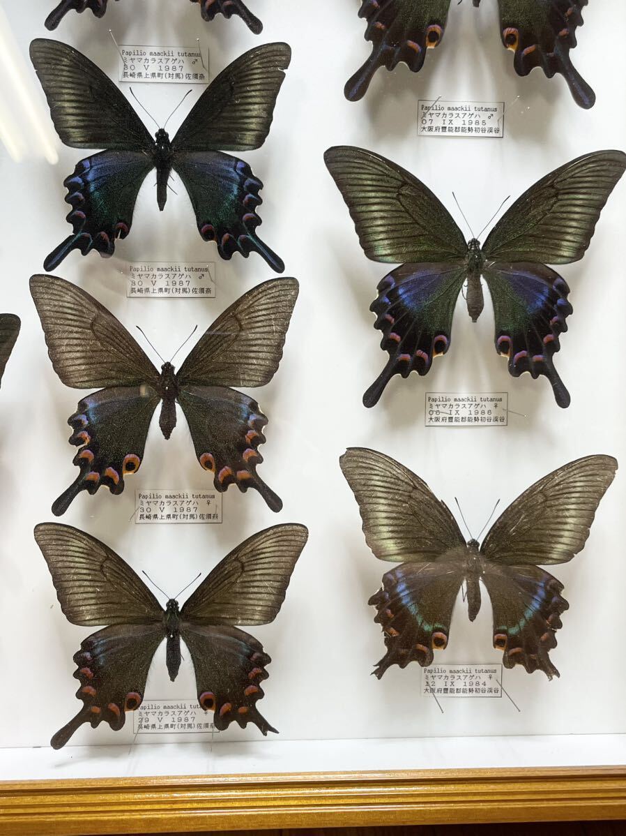  редкий! бабочка образец Miyama kalaasage - Германия коробка бабочка . Hokkaido Osaka Kyoto и т.п. сокровище collector подлинная вещь Vintage M5
