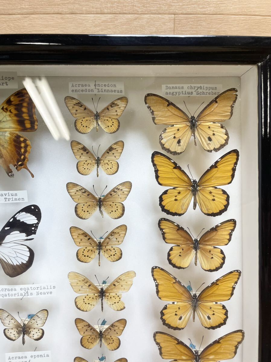 希少！ 蝶 標本 アフリカ ケニア サバンナ ドイツ箱 蝶々 お宝 コレクター 当時物 ビンテージ Z5の画像6