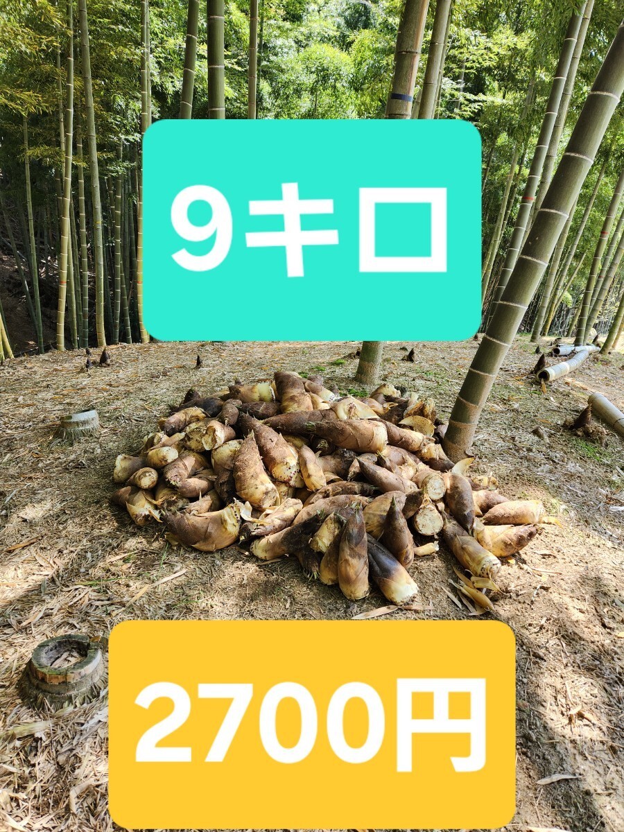 * быстрое решение свежий утро .. побеги бамбука . ограниченное количество специальная цена в общем Ryuutsu товар 9 kilo 5~10шт.@ рис .. есть глина качество самый короткий .. этот день отправка *