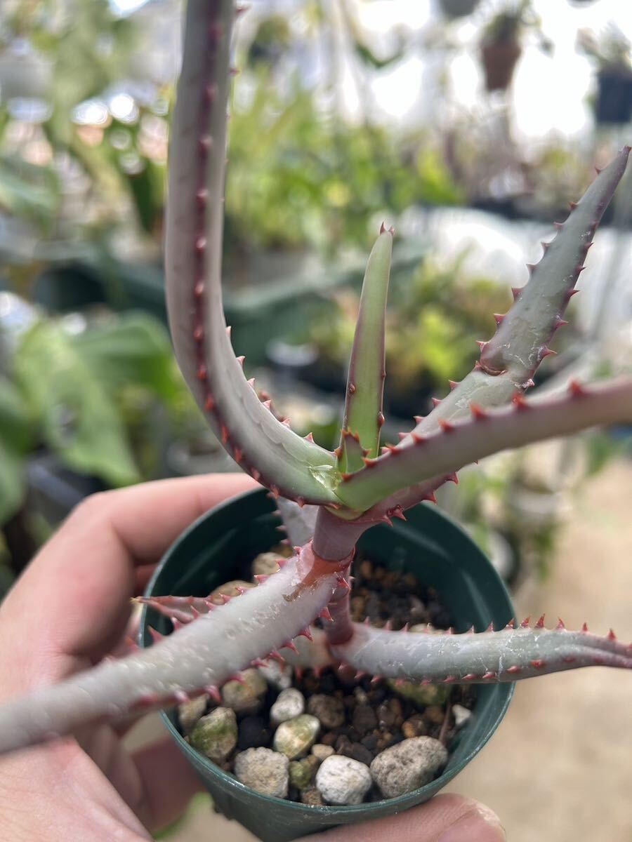 アロエ・ディバリカータ　Aloe divaricata（B）_画像2