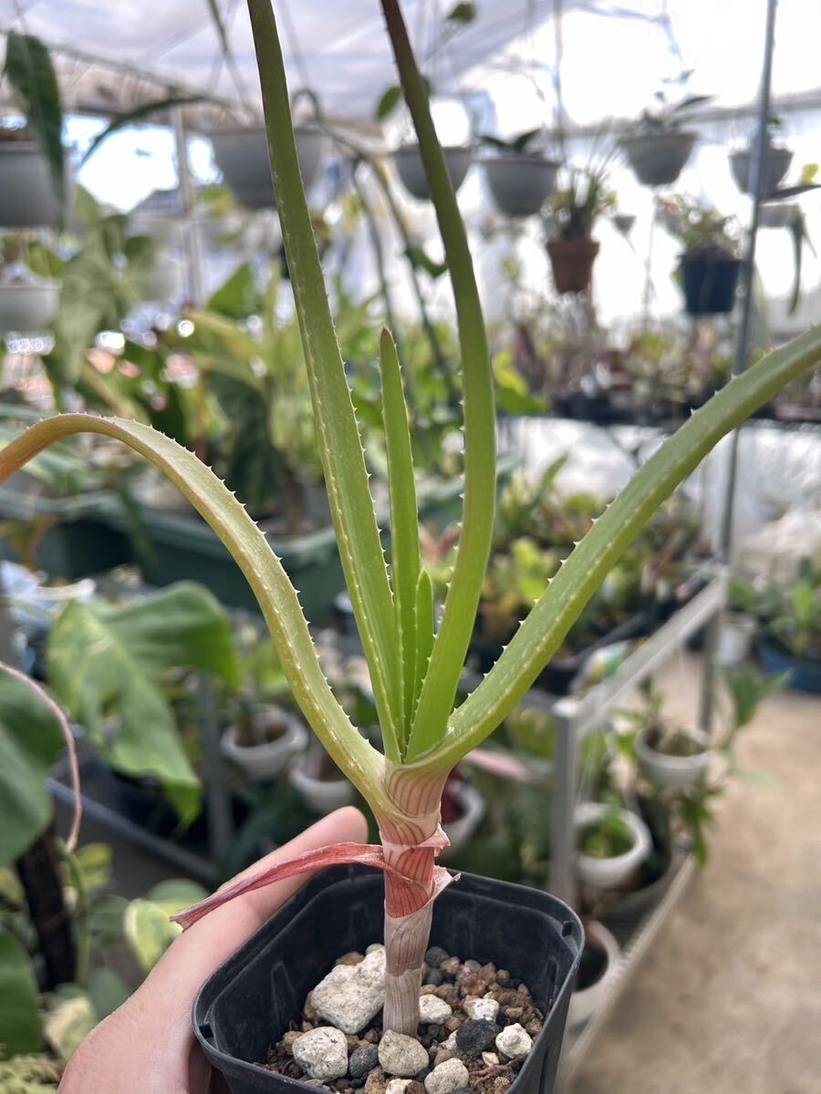 アロエ・インヤンゲンシス　Aloe inyangensis_画像5