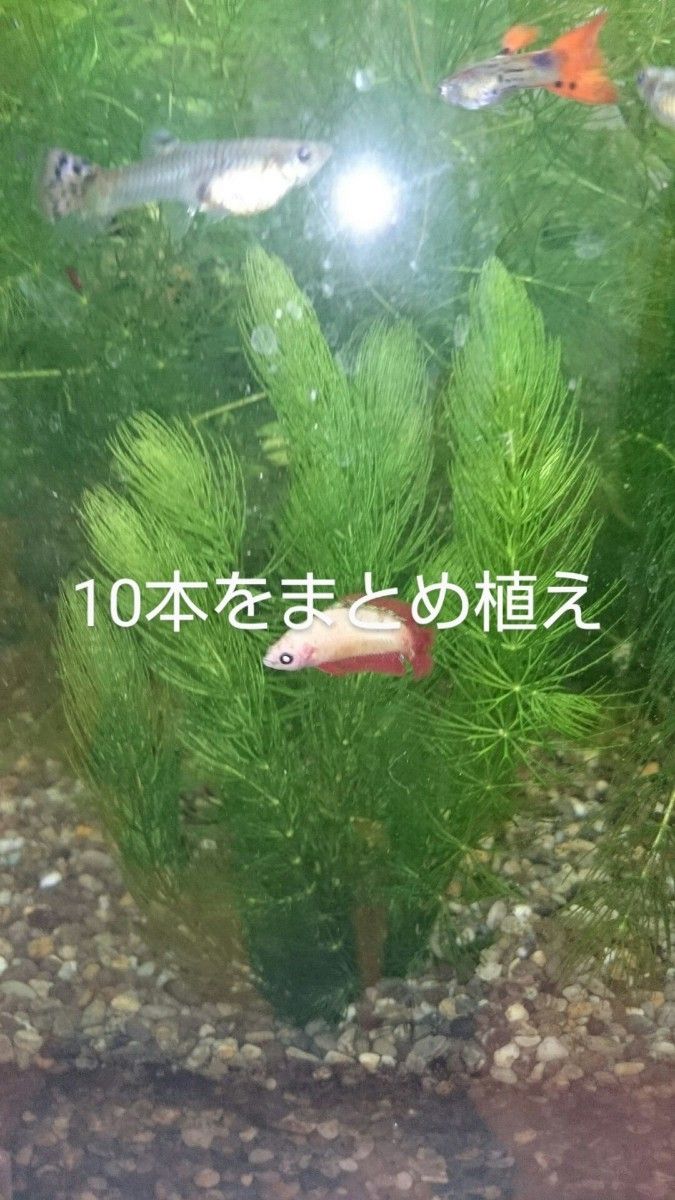 【無農薬】　自家繁殖マツモ10本　　【室内水槽育成】