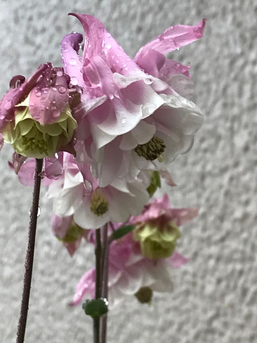 花種子　オダマキ　タワーピンク