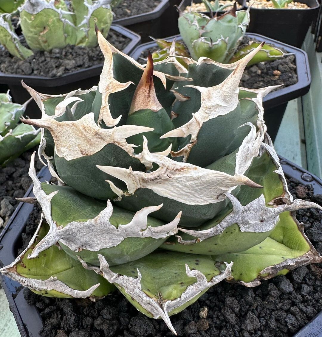 1多肉植物アガベチタノタ SAD 南アフリカダイアモンド 大甲蓋 強棘 陽炎狂刺 美株の画像1