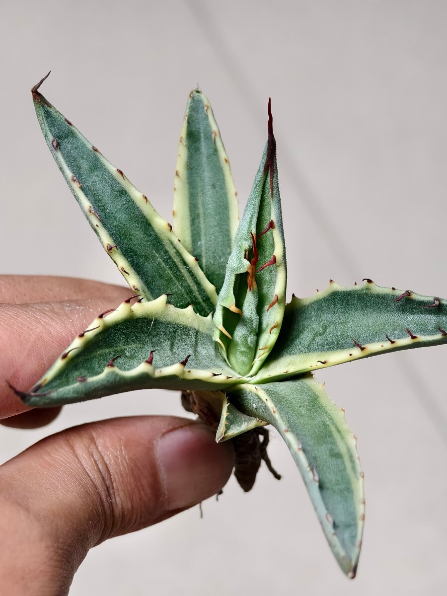 Yahoo!オークション - 19Agave montana Tiffan 希少 特選優良株 Yahoo!オークション - 19Agave montana Tiffan 希少 特選優良株