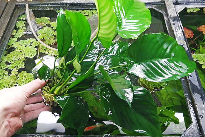  extra-large Anubias bar Terry 4POT set Anubias barteri var. barteri