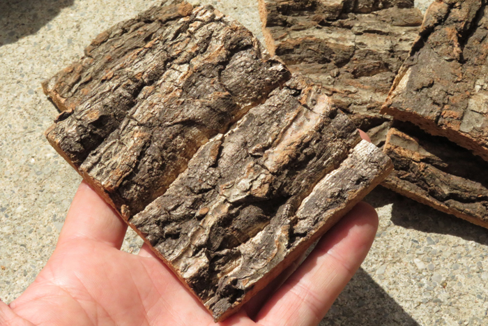 20枚 コルク 樹皮 コルク板 10×8ｃｍ（厚約10ｍｍ以下）洋蘭 原種 チランジア エアープランツ 小型 ビカクシダ ラン コルクの画像3