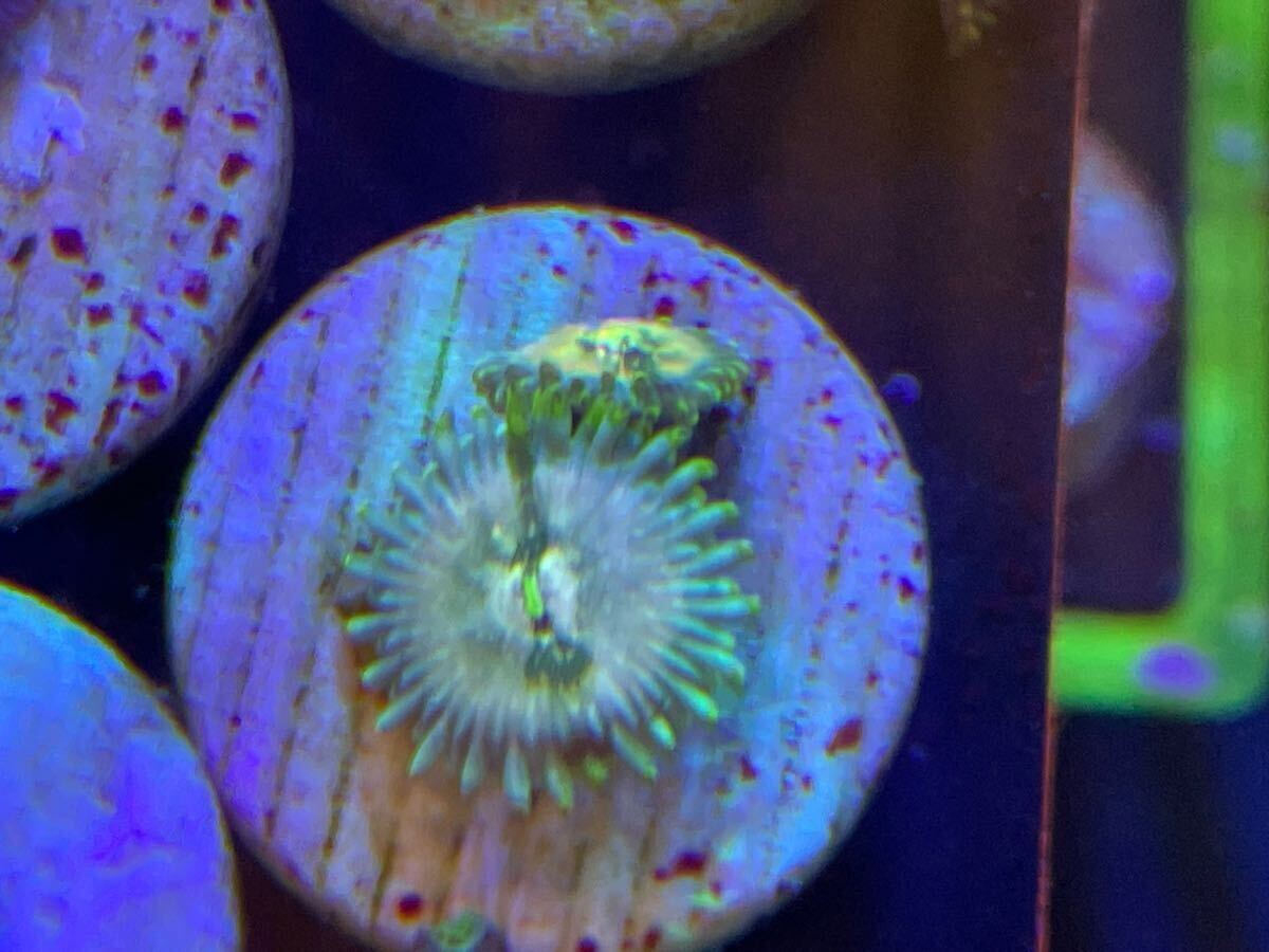 サンゴ USAマメスナ６個セットの画像7