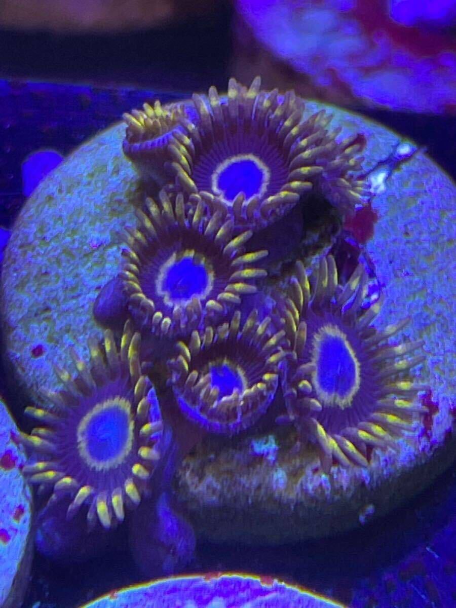 USAマメスナ６個セット サンゴの画像3