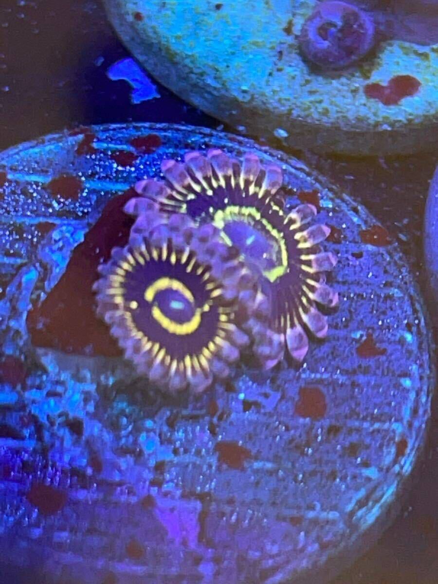 ストラトスフィア USAマメスナ サンゴの画像1