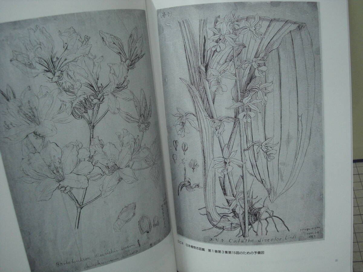 企画展 草木の精牧野富太郎  国立科学博物館  1998年の画像7